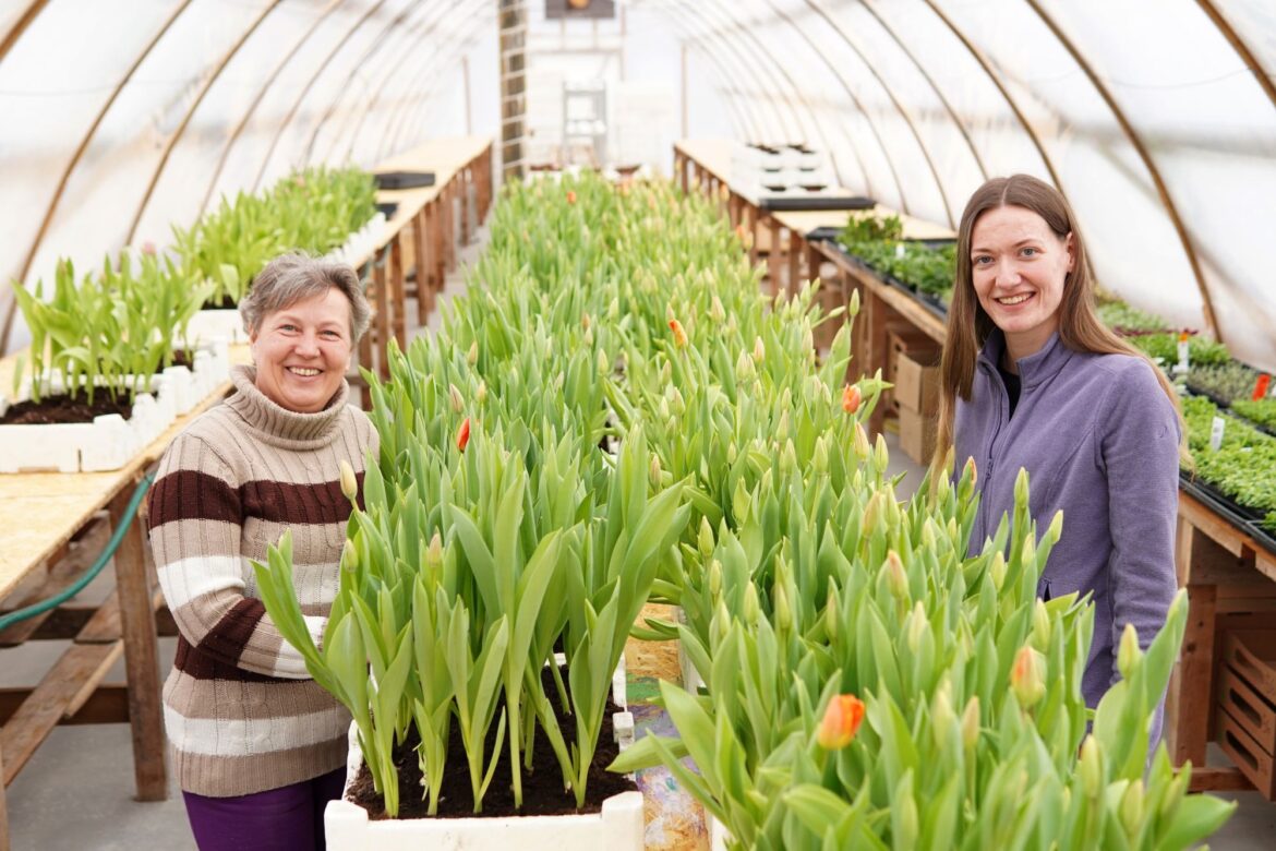Ciemos ģimenes saimniecībā, kur tomātu un puķu audzēšana ir vaļasprieks un bizness reizē