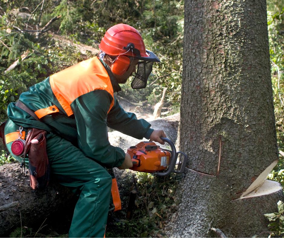 Negadījums Ārlavas pagastā: koka zāģēšanas laikā cieš motocikla vadītājs