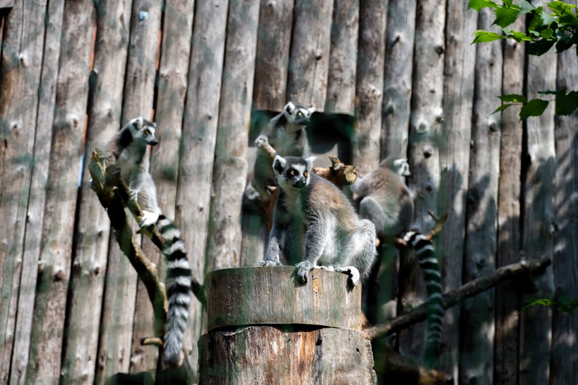 Tiešraidē var vērot lemurus no Rīgas ZOO