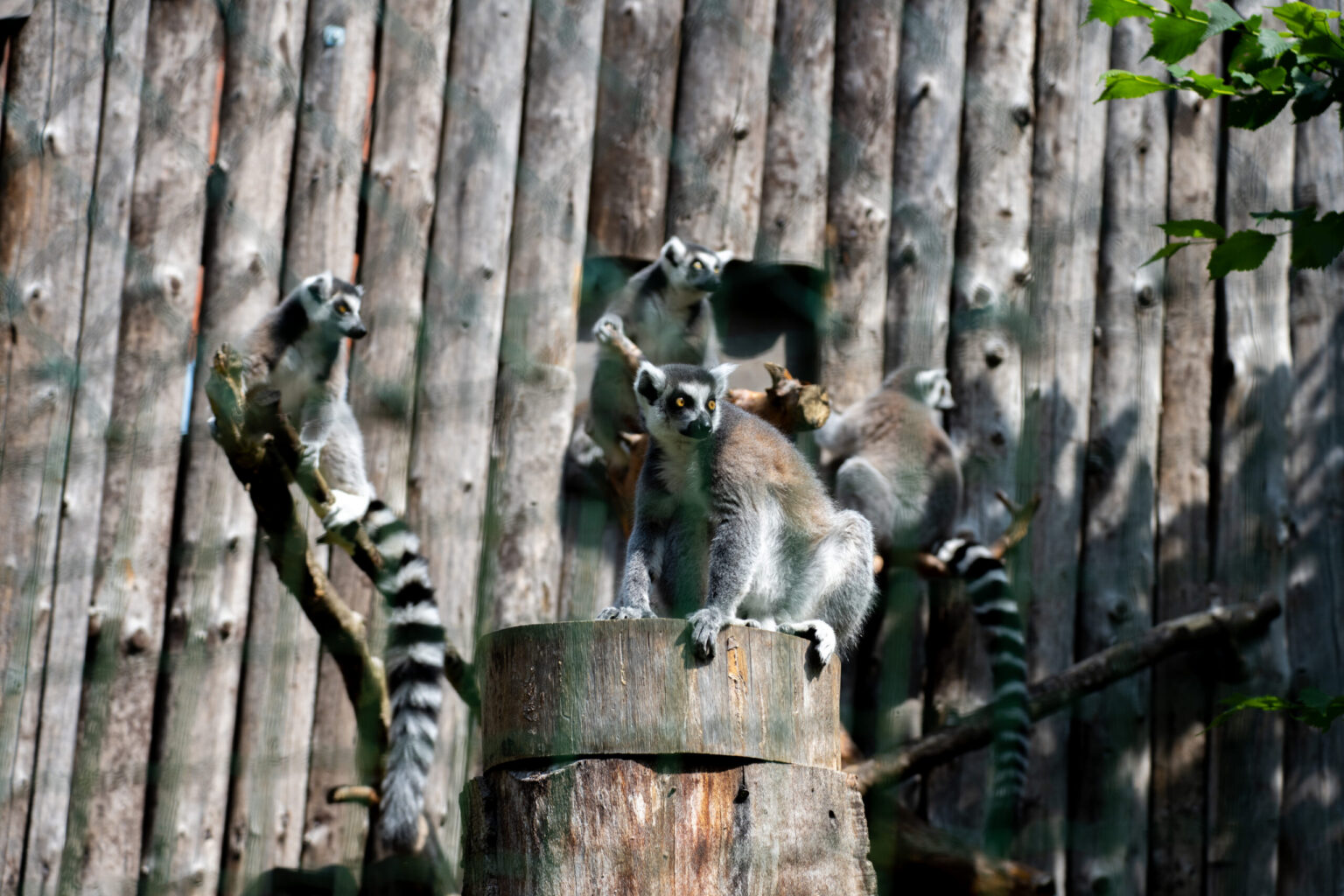 Tiešraidē var vērot lemurus no Rīgas ZOO
