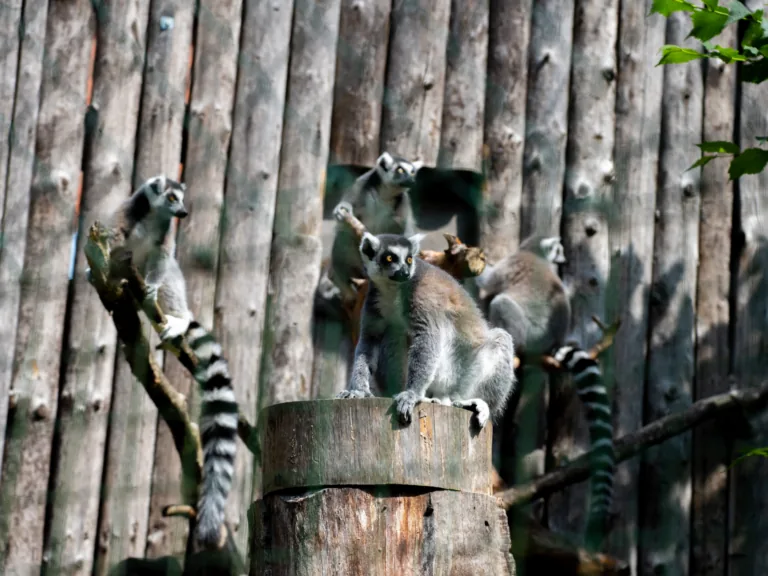 Tiešraidē var vērot lemurus no Rīgas ZOO