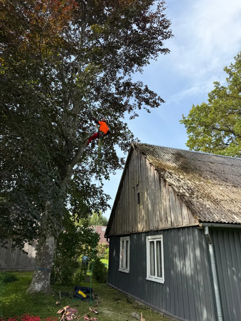 Arborista pakalpojumi