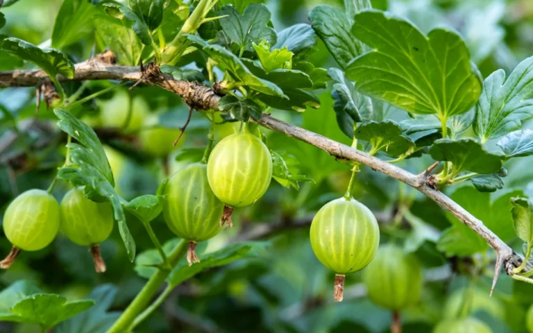C vitamīns vasaras nogalē – kā to vislabāk uzņemt un saglabāt uzturā
