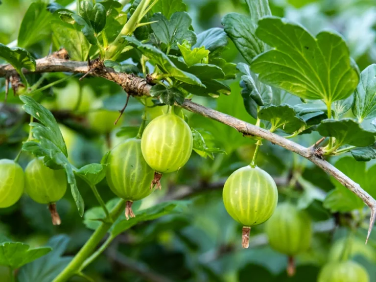 C vitamīns vasaras nogalē – kā to vislabāk uzņemt un saglabāt uzturā