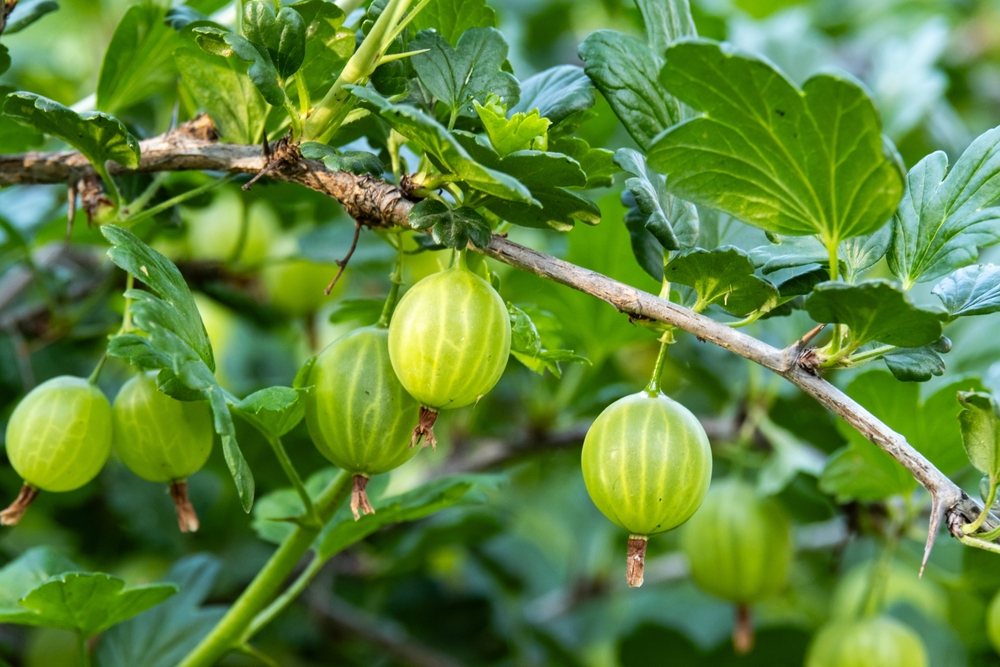 C vitamīns vasaras nogalē – kā to vislabāk uzņemt un saglabāt uzturā