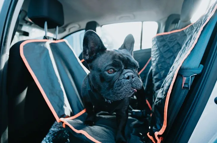 Ceļošana ar suni rudenī: auto pārvalki un drošības jostas dubļainam mīlulim