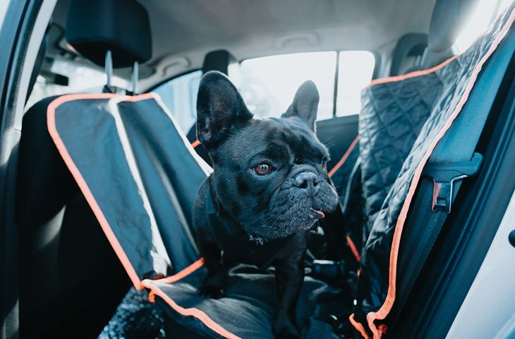 Ceļošana ar suni rudenī: auto pārvalki un drošības jostas dubļainam mīlulim